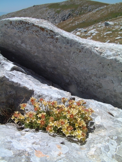 Saxifraga exarata subsp. ampullacea /  Sassifraga del Gran Sasso